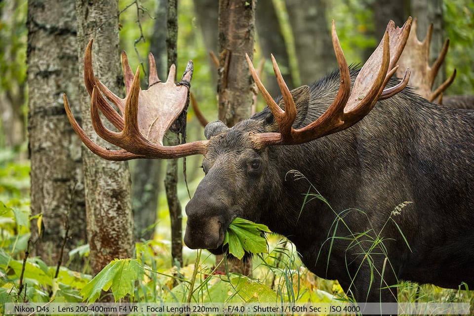 Nice Bull Moose Anchorage Alaska