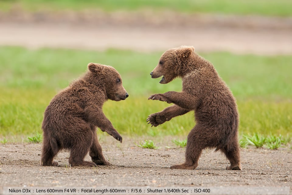 Grizzly Cubs Play Fighting Katmai National Park