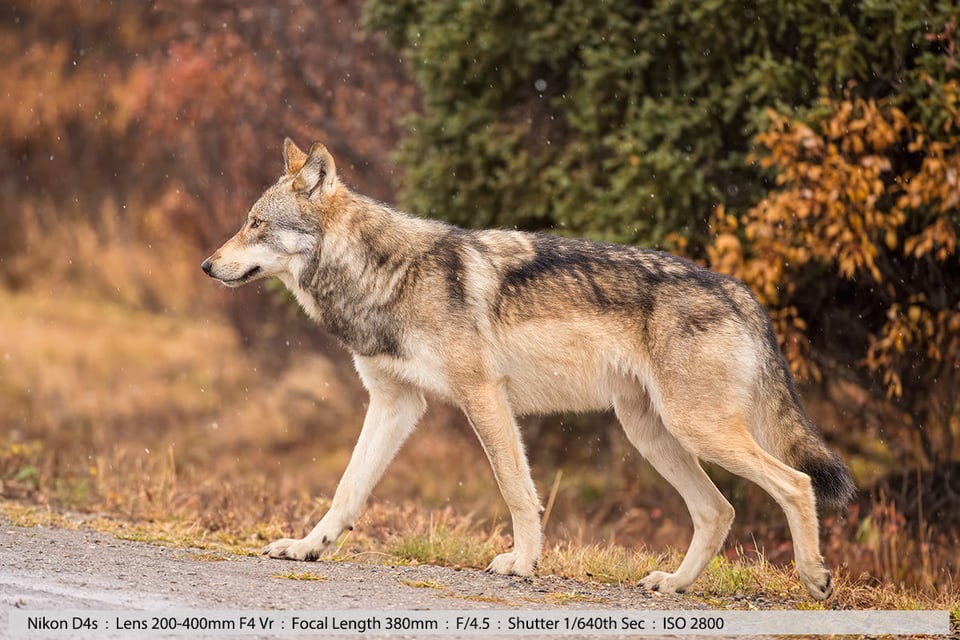 Wolf Walking in Denali NP Alaska