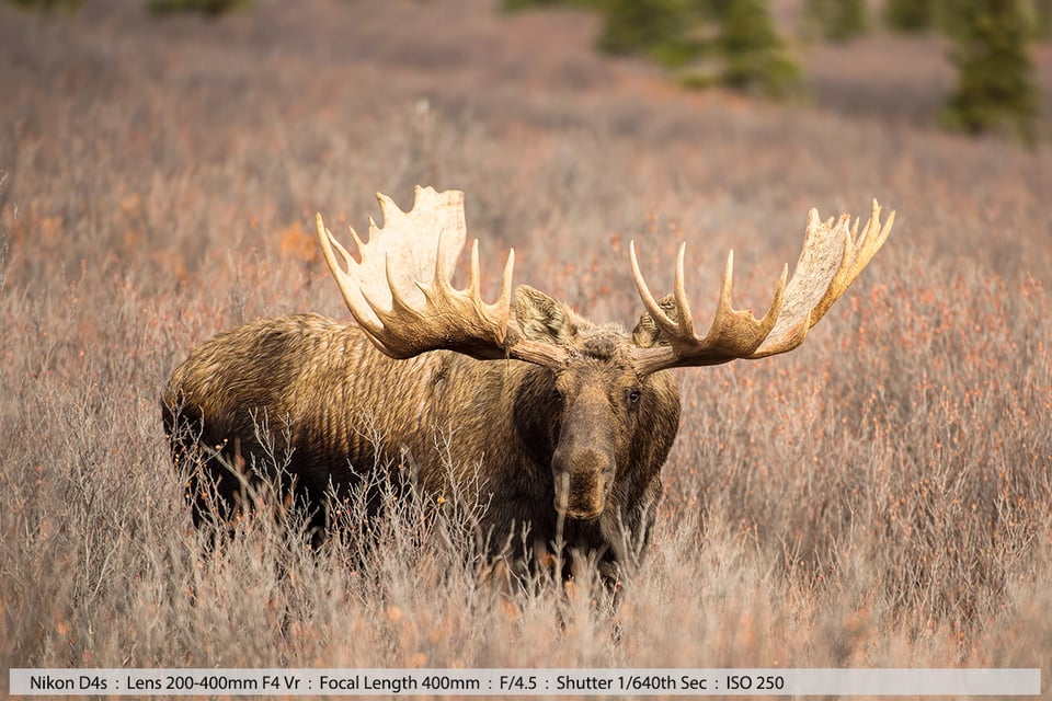 Big 69 inch Bull Moose Denali NP Alaska
