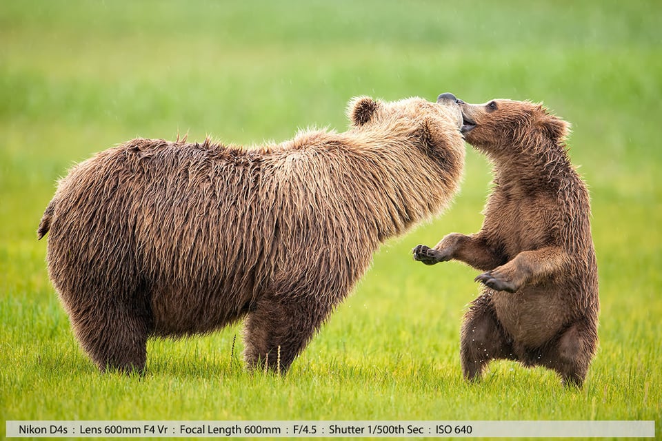 Grizzly Cub Kissing Mum on the lips Katmai National Park