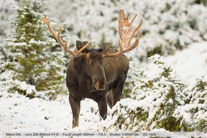 Big Bull in Snow Chugach SP Alaska