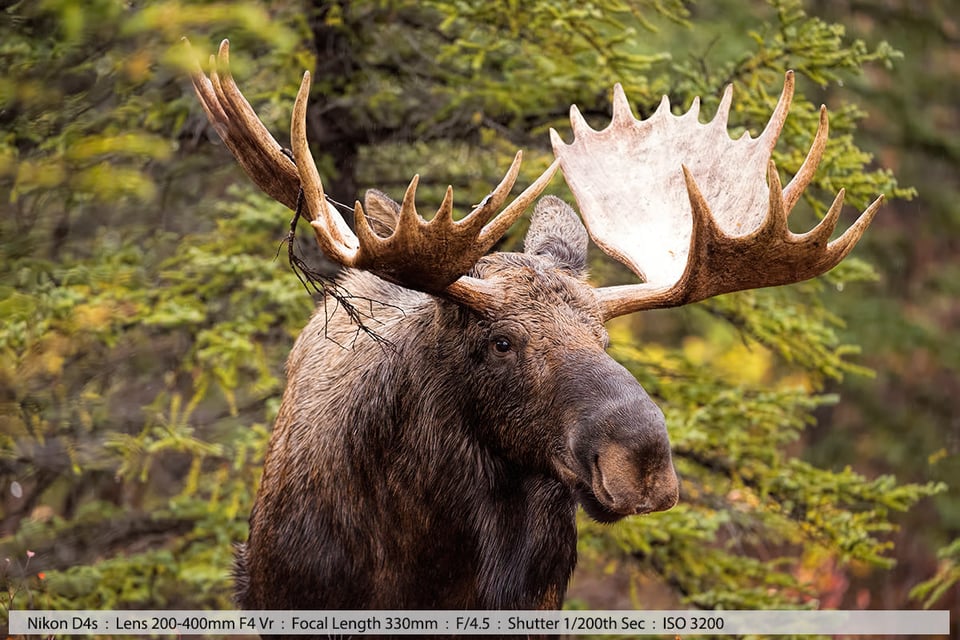 Bull Moose in Woods Denali NP Alaska