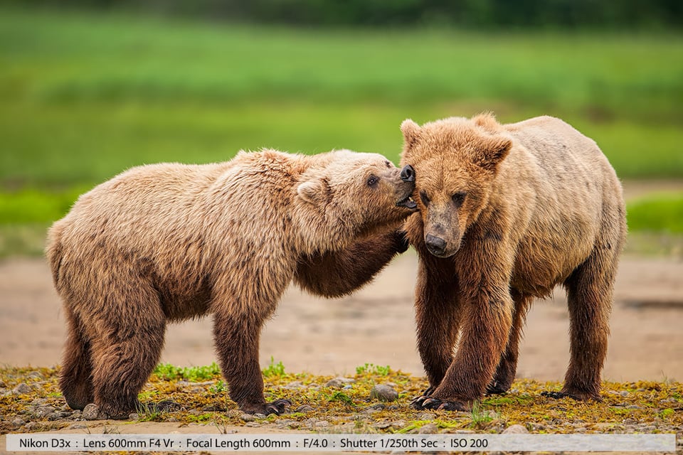 Two Grizzly Bears Play Fighting Katmai National Park