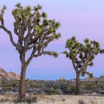 Desert Timelapse in 4K