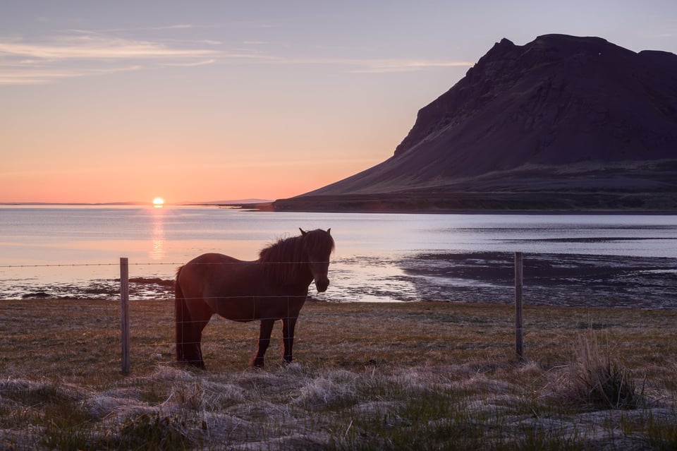 Fjord Horse-2