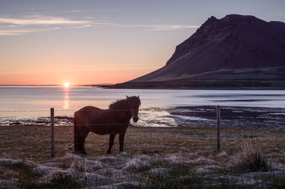 Fjord Horse-3