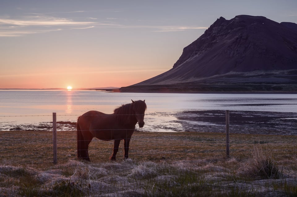 Fjord Horse-4