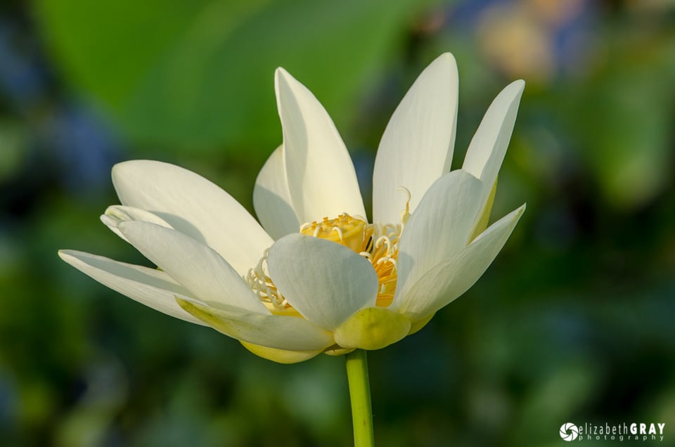 Busy Background Lotus