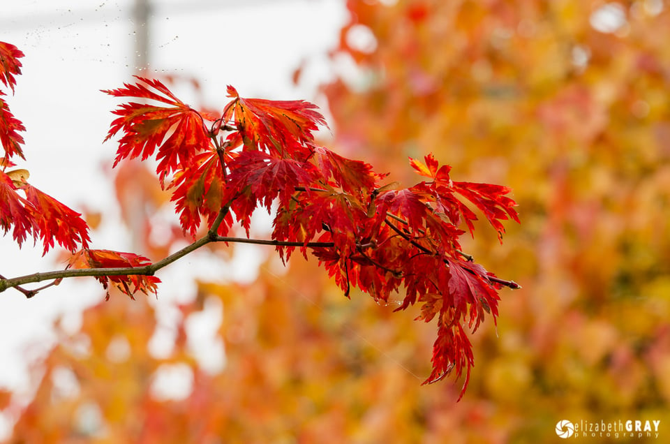 Fall Leaves Busy