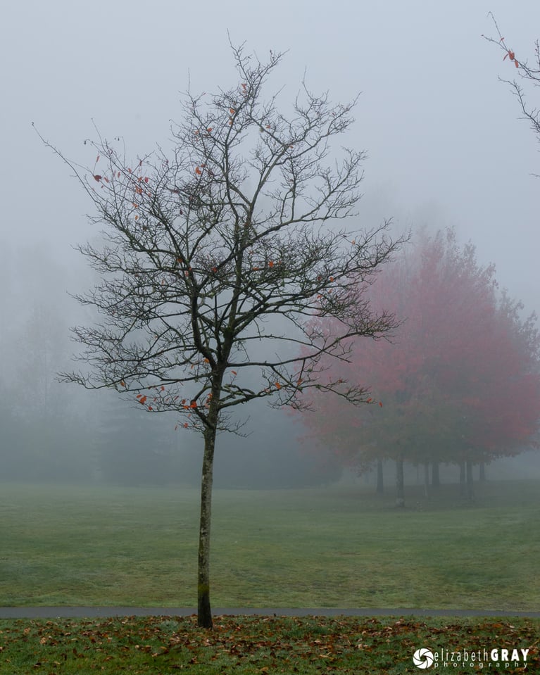 Foggy Tree Intruder