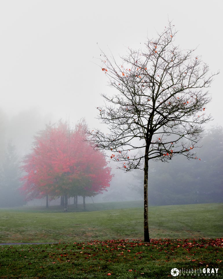 Foggy Tree