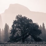 Half Dome Elm-2