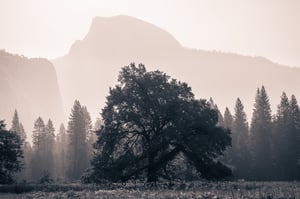 Half Dome Elm-2