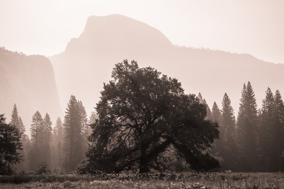 Half Dome Elm