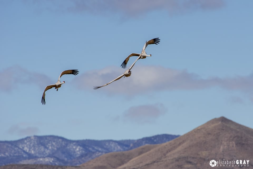 Sandhill Cranes Wing Overlap