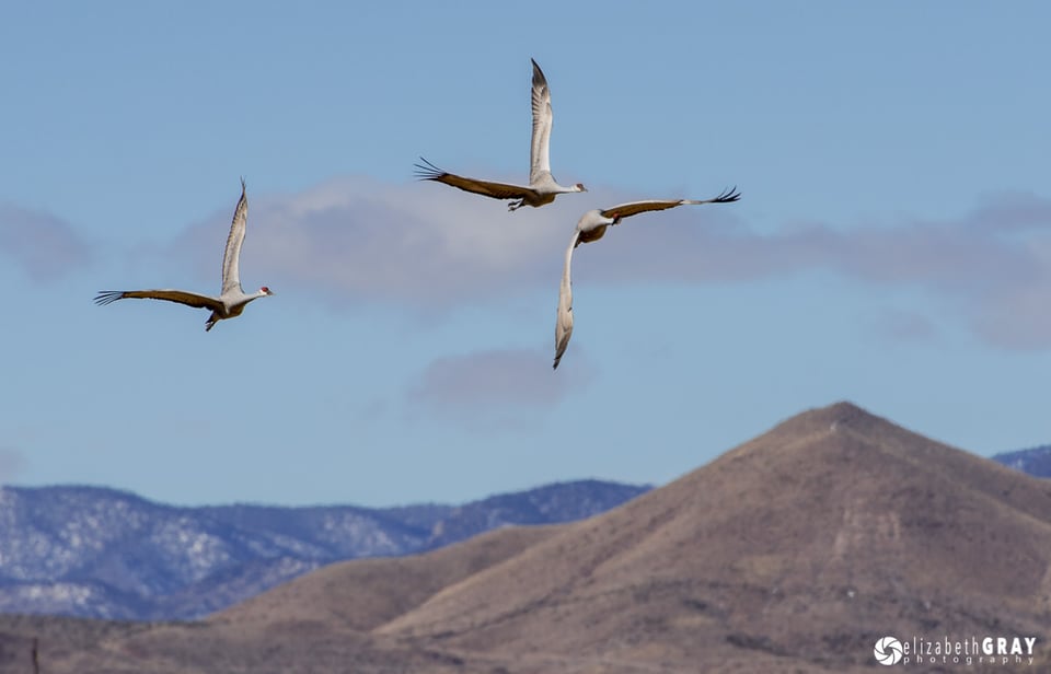 Sandhill Cranes