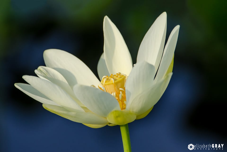 Simple Background Lotus