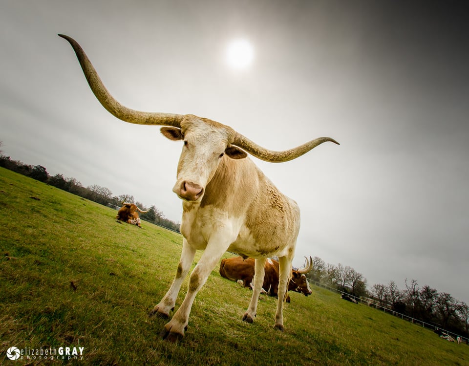 Texas Longhorn