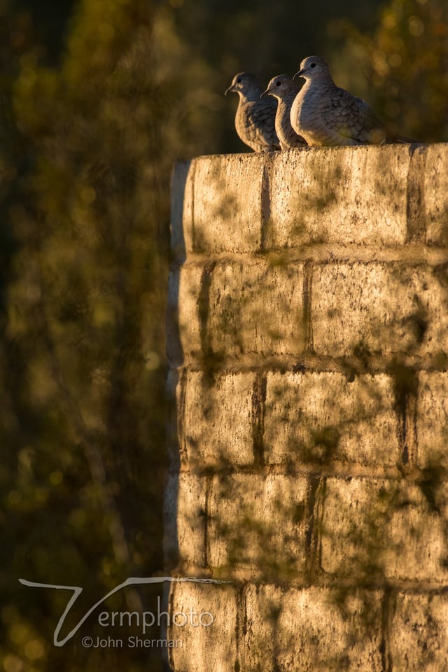 Verm-3-Mourning-Doves-telezoom-728130