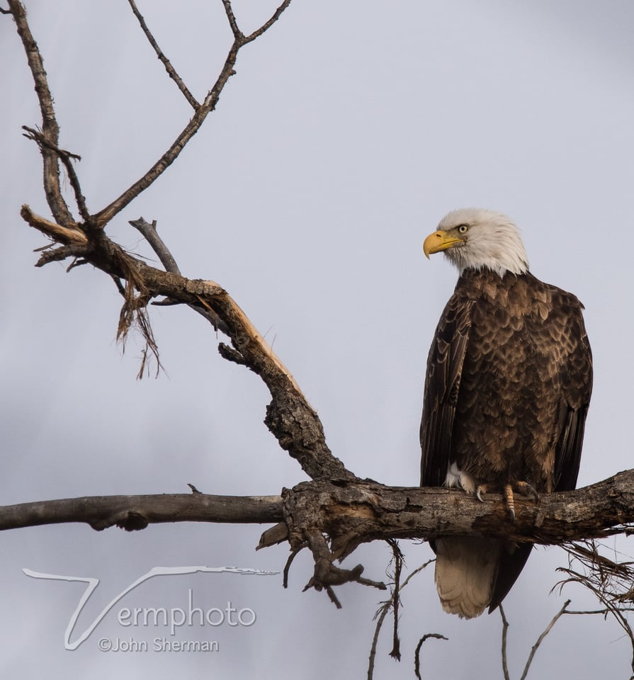 Verm-Bald-Eagle-Gilbert-1053