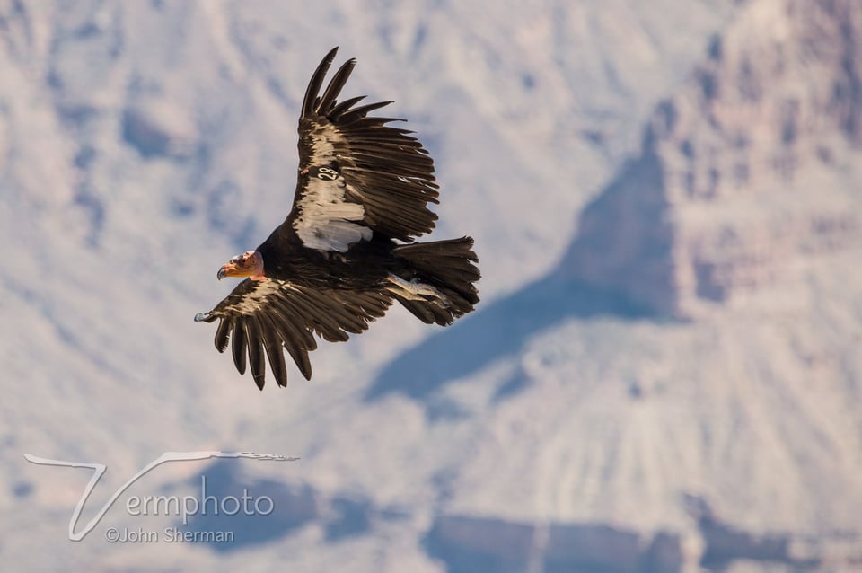 Verm-Condor-528-South-Rim-9041