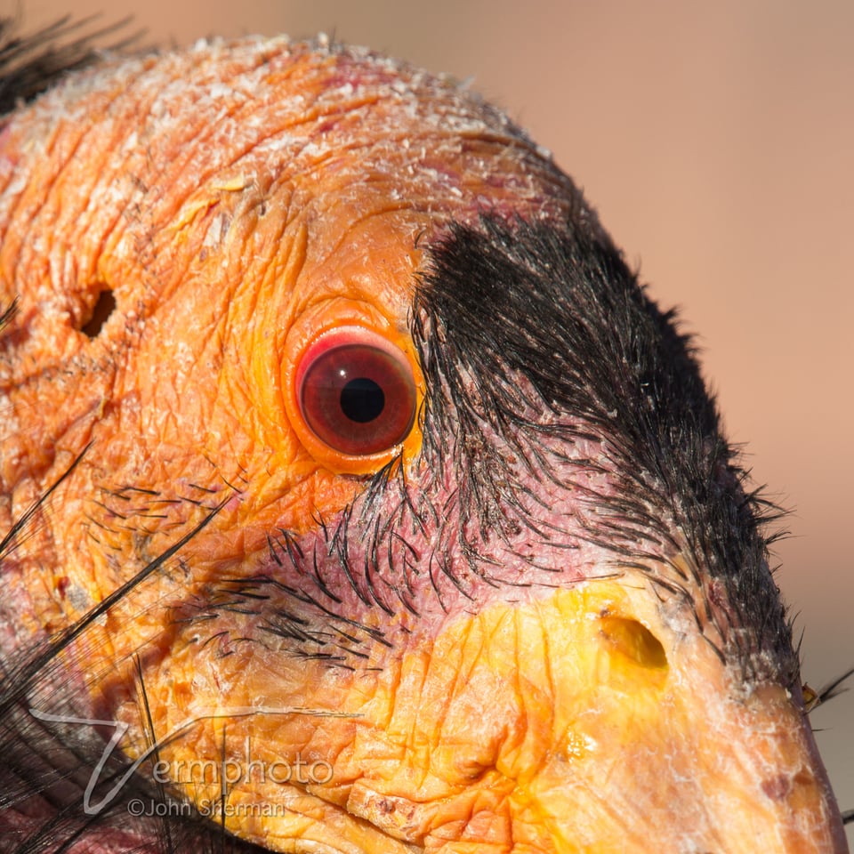 Condor in release pen awaiting blood test.