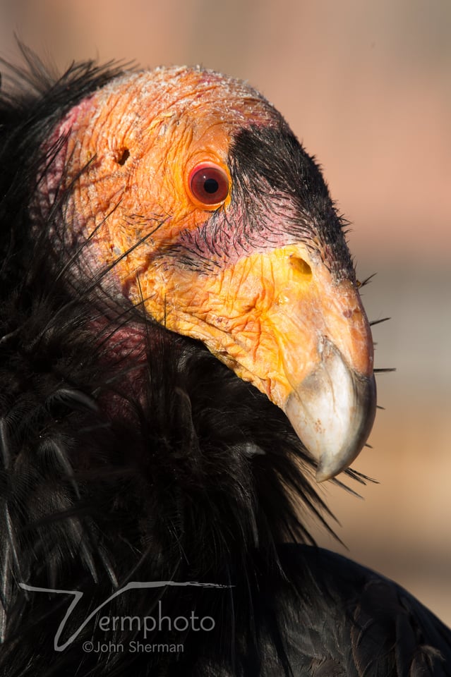 Condor in release pen awaiting blood test.