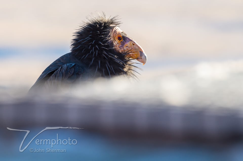 Verm-Condor-bokeh-Vermilion-Cliffs-2484