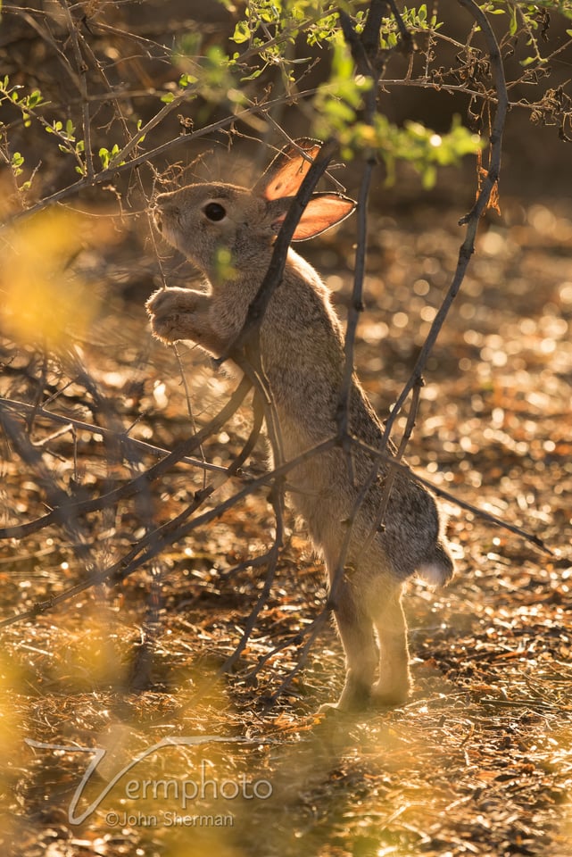 Verm-Cottontail-Rabbit-Gilbert-1739