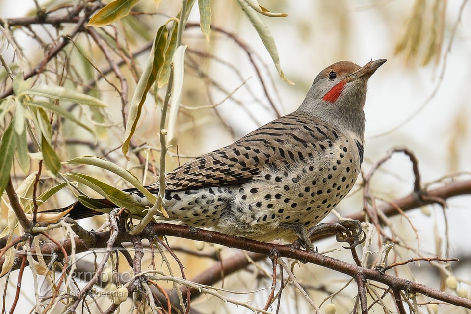 Verm-Flicker-San-Juans-1719