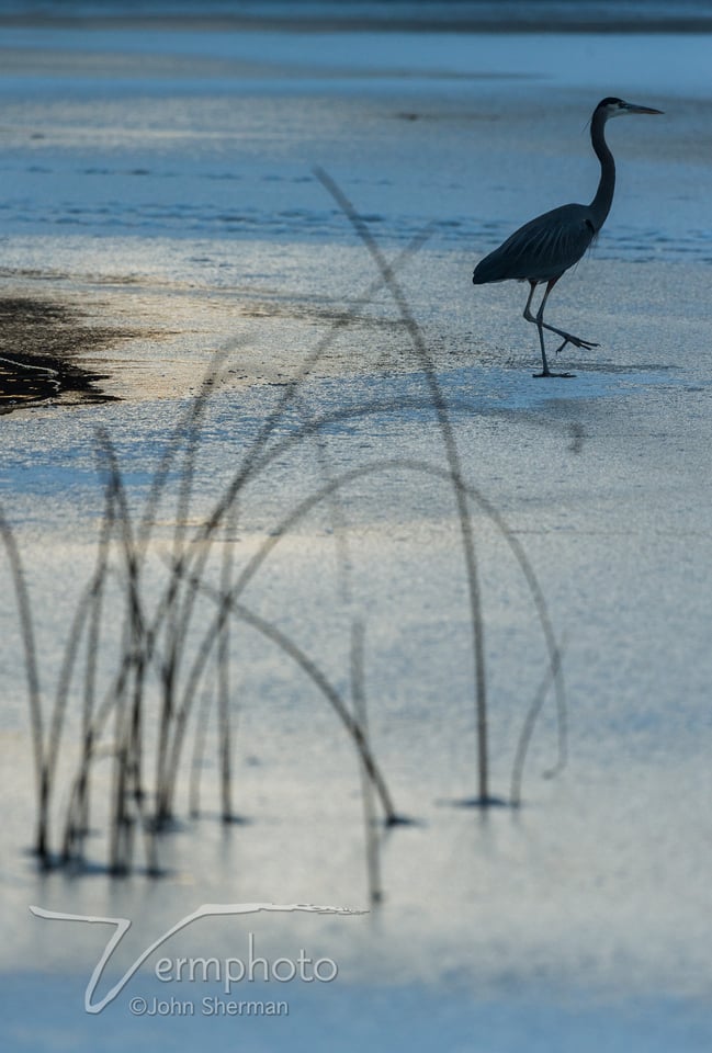 Verm-GBH-on-ice-3029