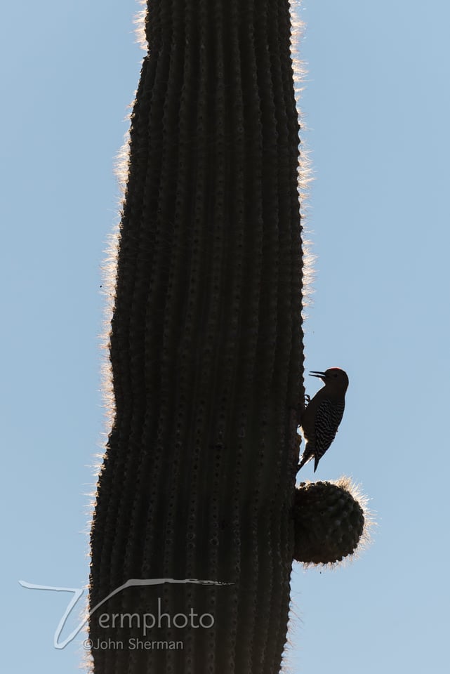 Verm-Gila-woodpecker-silhouette-Gilbert-2446