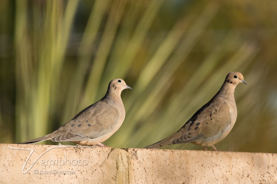Verm-Mourning-Doves-telezoom-728106