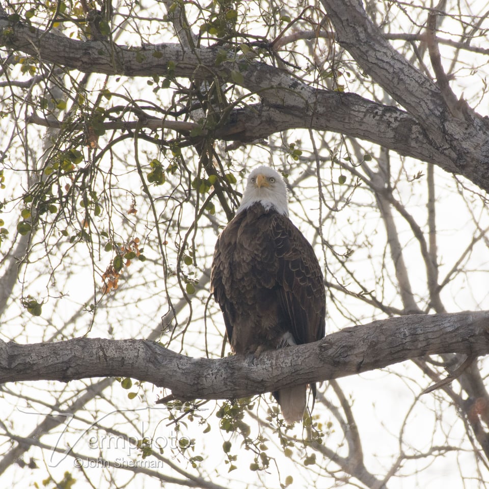 Verm-Nikon-Verde-Valley-727861