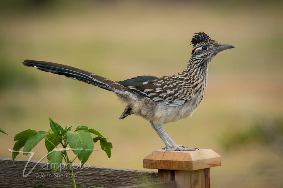 Verm-Roadrunner-backyard-6165