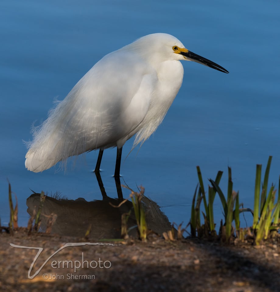 Verm-Snowy-egret-Gilbert-2806