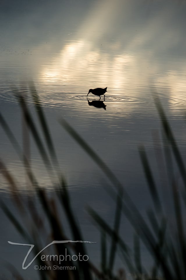 Verm-Sora-Sedona-Wetlands-9667