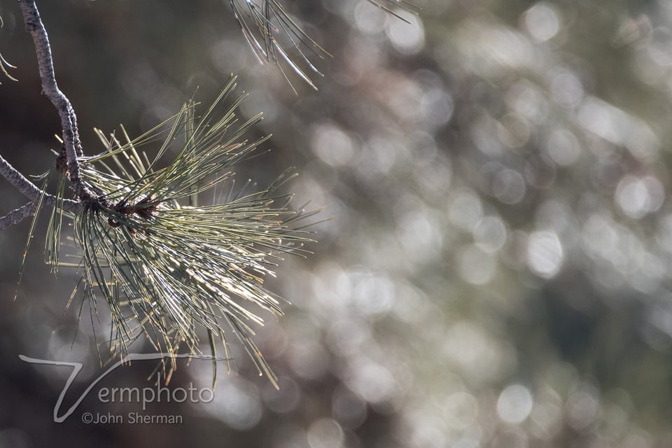 Verm-Tami-bokeh-telezoom-4884