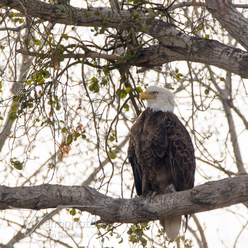 Verm-Tamron-Verde-Valley-727888-2