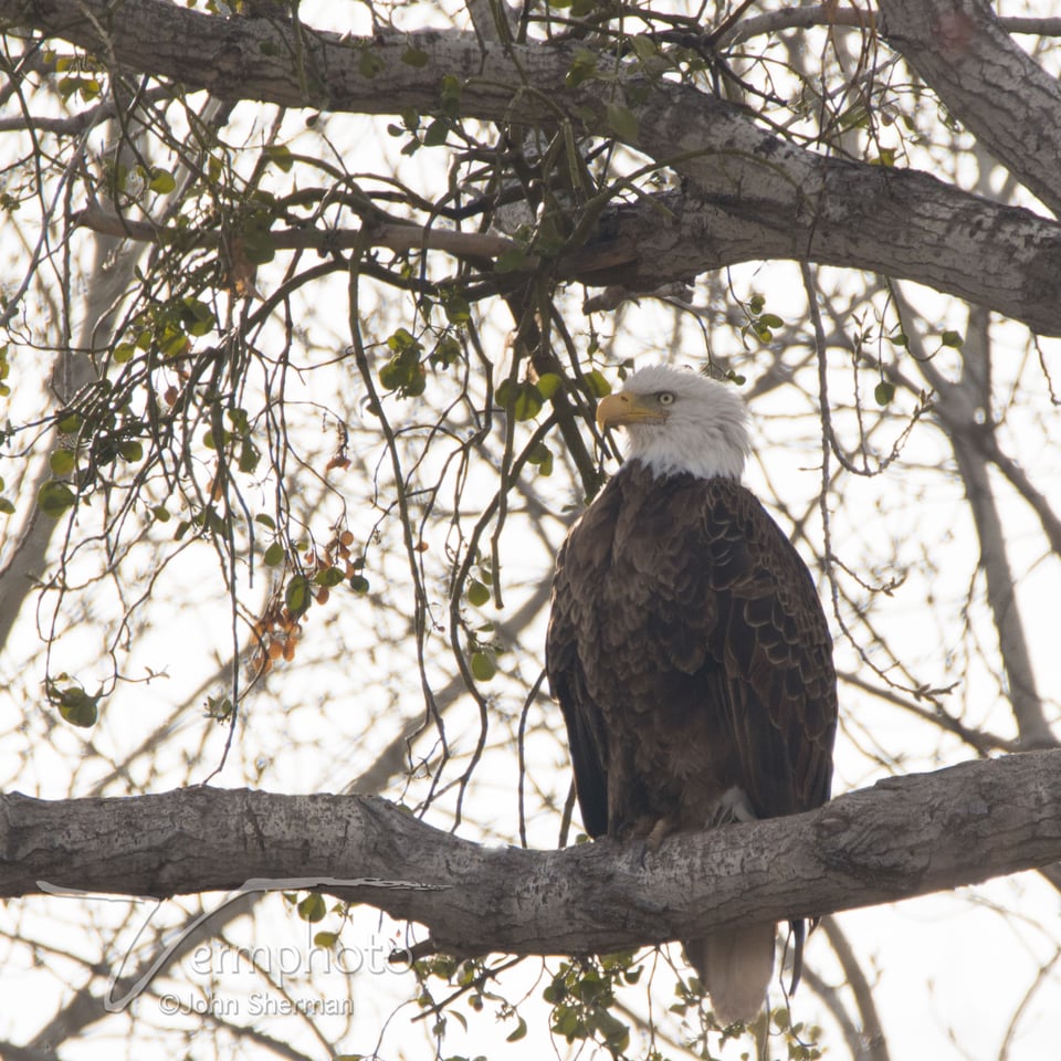 Verm-Tamron-Verde-Valley-727888