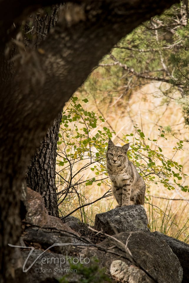 Verm-bobcat-tami-Madera-Cyn-4966-2