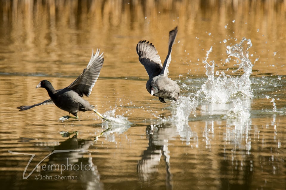Verm-coot-chase-tami--Duck-Pond-1353