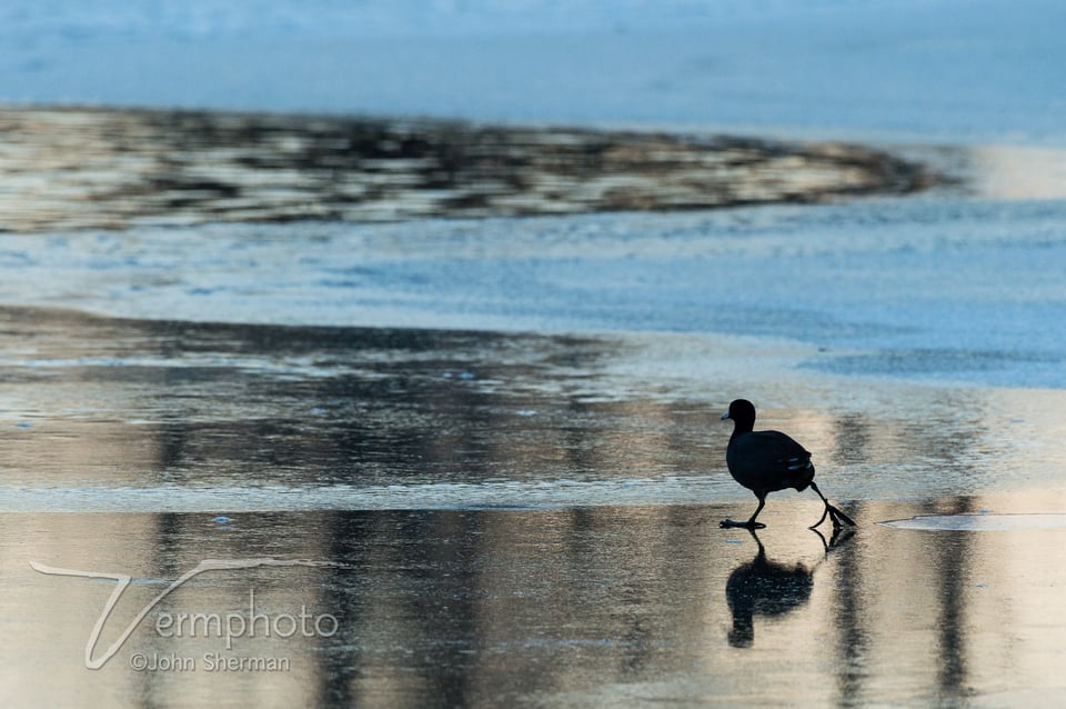 Verm-coot-on-ice-2645