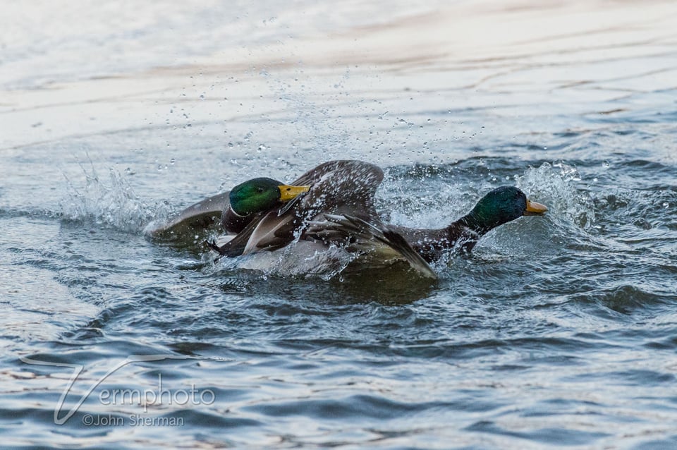 Verm-duck-fight-Duck-Pond-3771