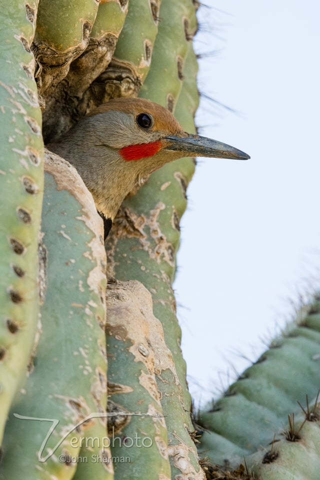 Verm-gila-woodpecker-tami-D7200-8182