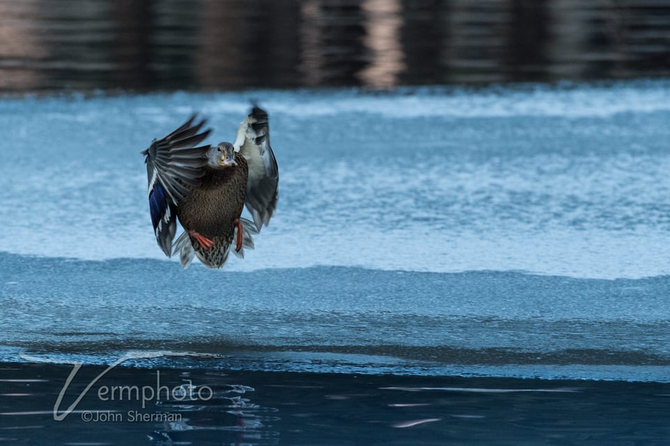 Verm-mallard-hen-in-flight-2682