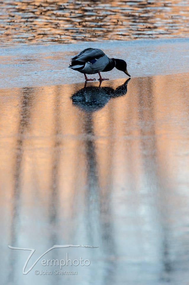 Verm-mallard-on-ice-2042