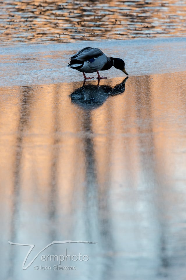 Verm-mallard-on-ice-2042