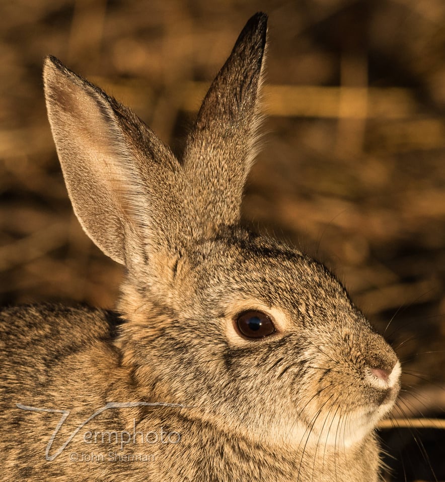 Verm-rabbit-1to1-Gilbert-1944